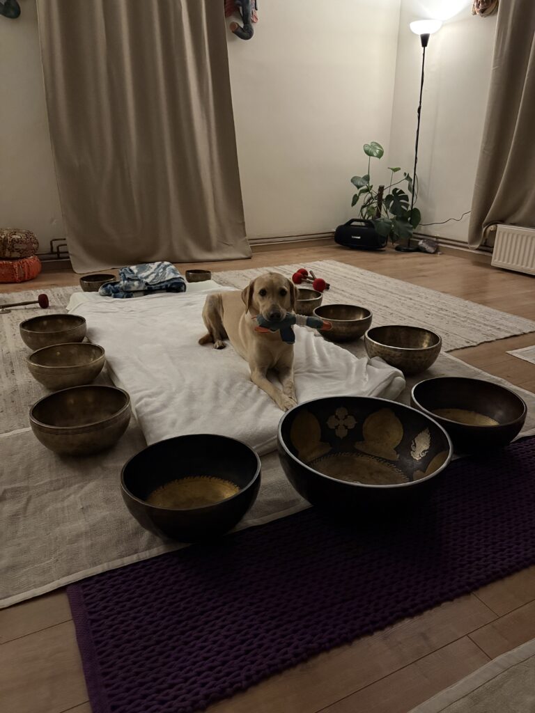 Pes se sprošča med zvočno terapijo s tibetanskimi posodami